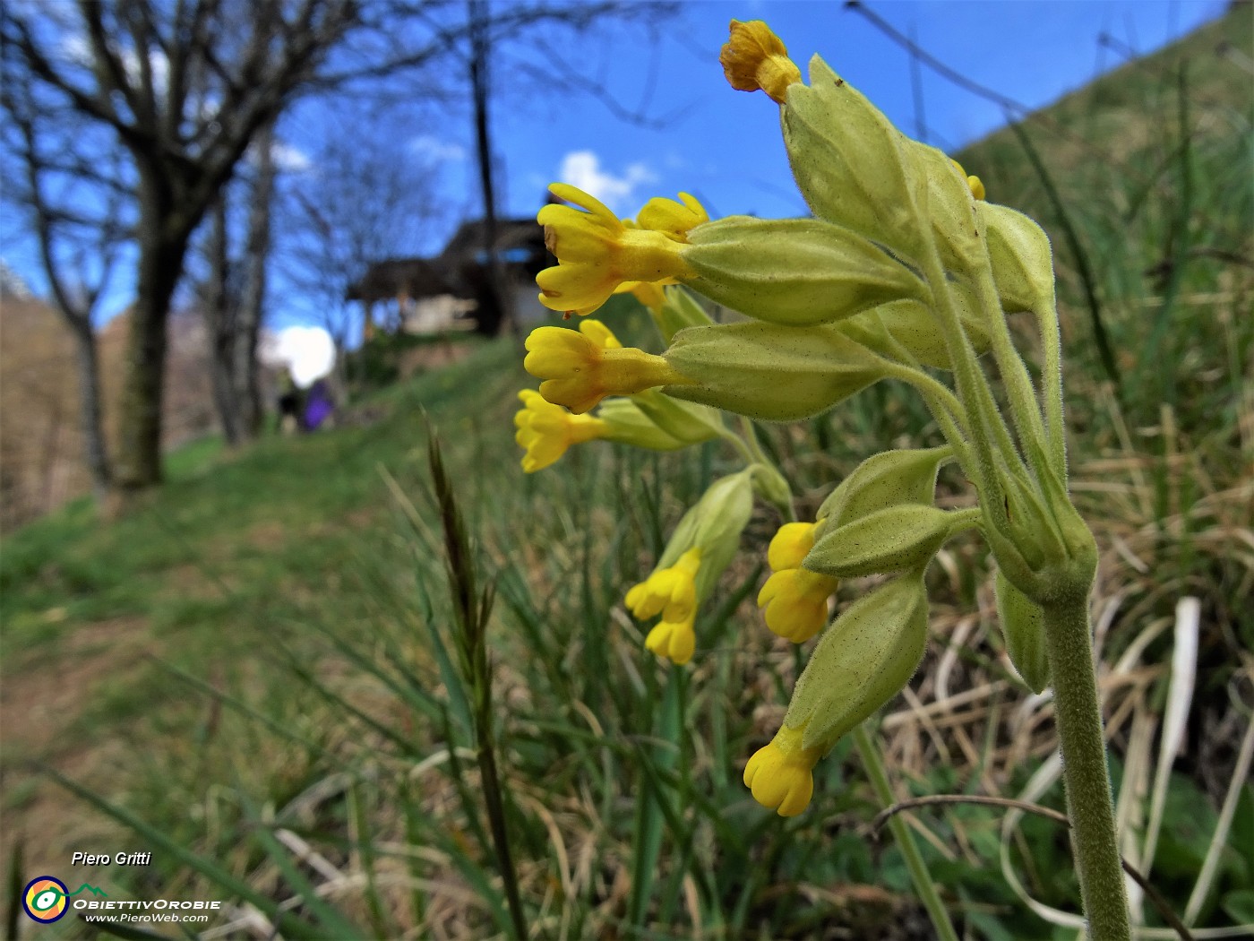 20 Primula veris (Primula odorosa).JPG